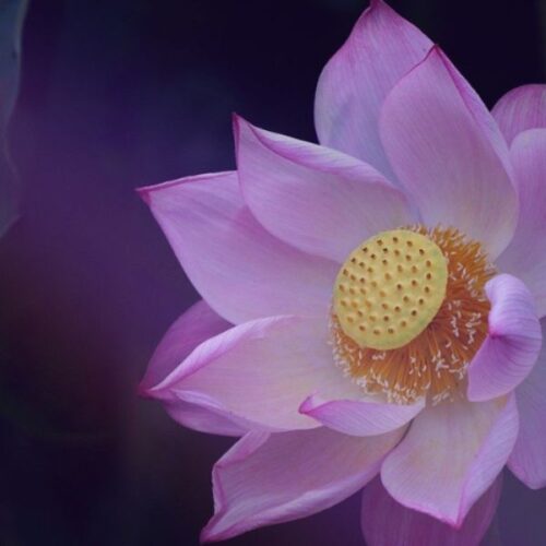 healing-sessions