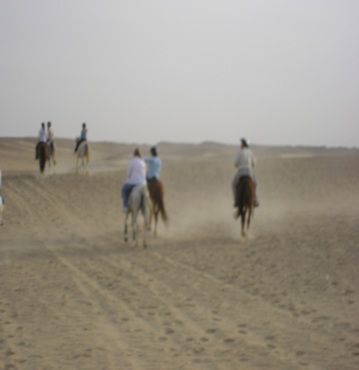 Arabian-horse-Egypt