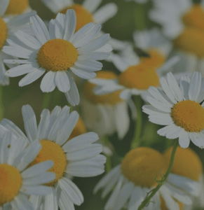 chamomile-herb