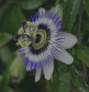 passionflower-herb