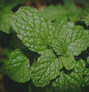spearmint-herb