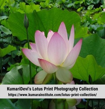 Lotus-Photography-Collection