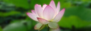 open-heart-chakra