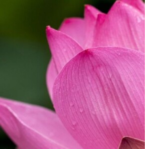 inner-peace-2026