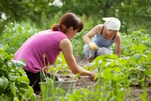 garden-of-mind